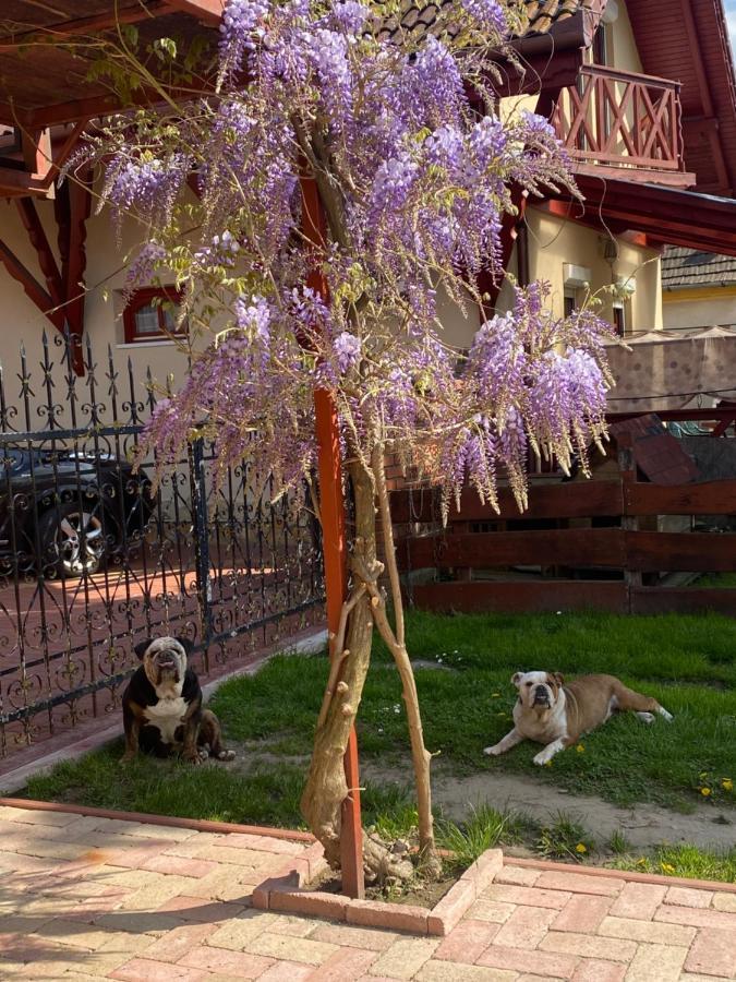 Villa Negra Motel Berzence 外观 照片
